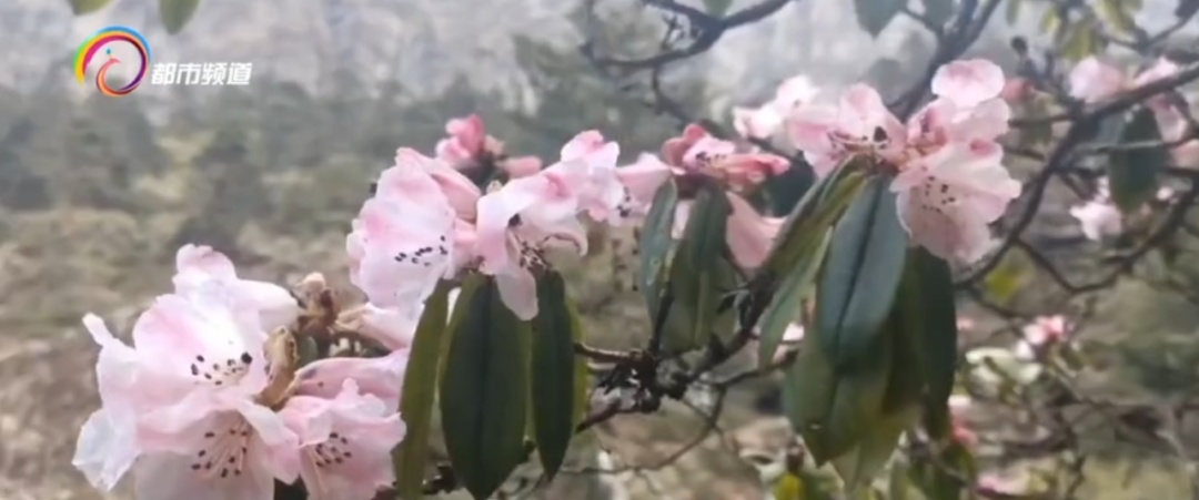 难得见的“一山两景” ！山顶雪花纷飞、山腰杜鹃盛开，五一去玩吗？