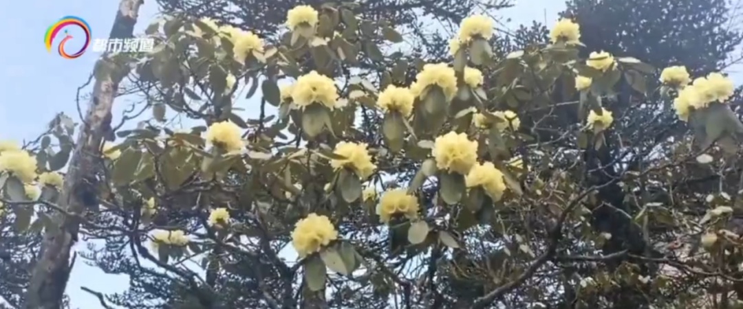 难得见的“一山两景” ！山顶雪花纷飞、山腰杜鹃盛开，五一去玩吗？