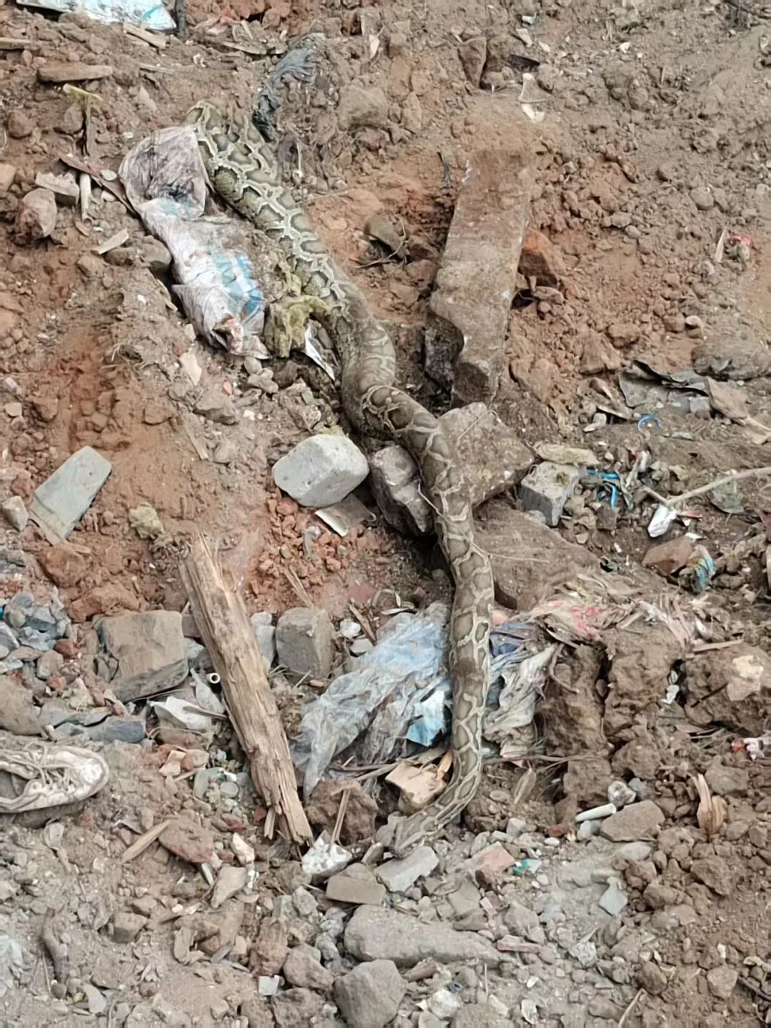 厦门翔安机场工地突现两条巨蟒!一条重达百斤 厦门翔安机场工地突现两条巨蟒!一条重达百斤