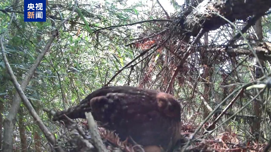 广西科研人员在野外发现“鸟中的大熊猫”黄腹角雉孵出雏鸟