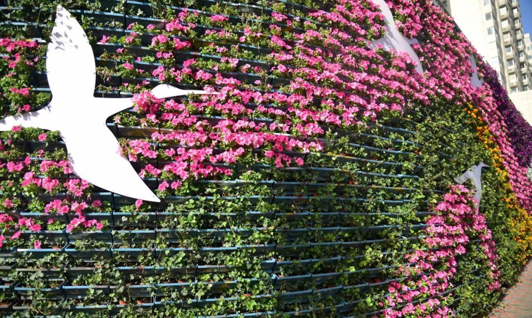 本文“含花量”100%！石家庄赏花攻略来啦~
