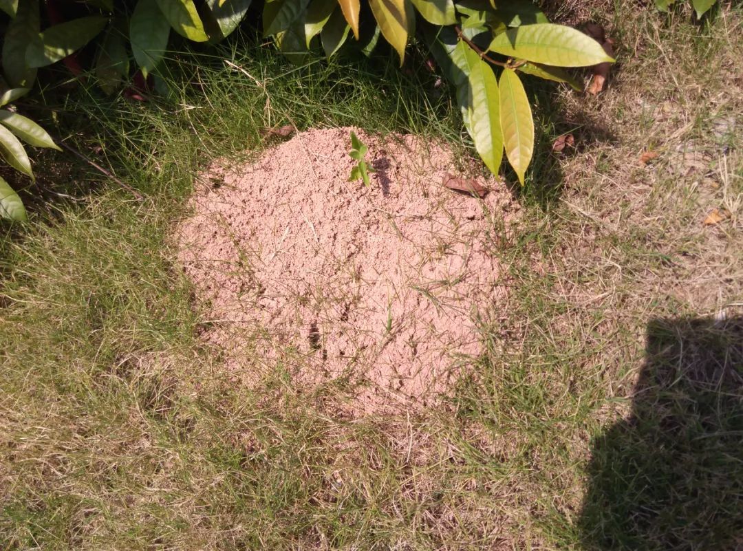 被咬一口昏迷休克！有人曾因此丧命，发现请立刻远离