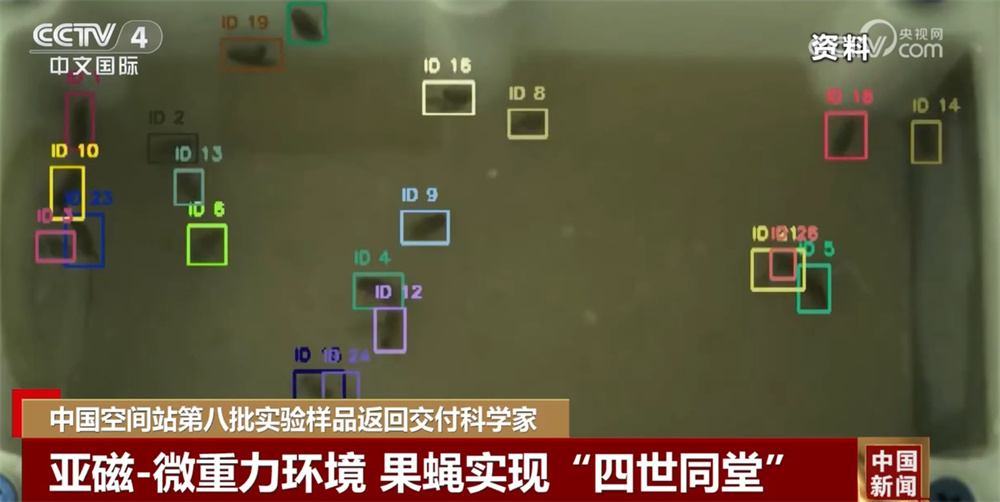 数据透视中国空间站第八批空间科学实验“硕果累累” 果蝇实现“四世同堂” 数据透视中国空间站第八批空间科学实验“硕果累累” 果蝇实现“四世同堂”