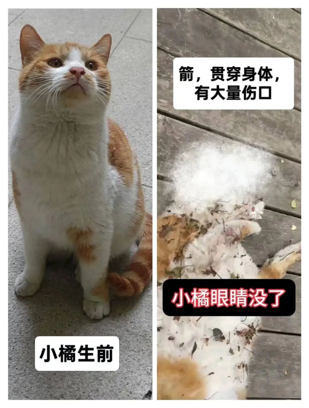 成都一男子用弓虐杀小猫,致1死1重伤,已被警方行拘 成都一男子用弓虐杀小猫,致1死1重伤,已被警方行拘