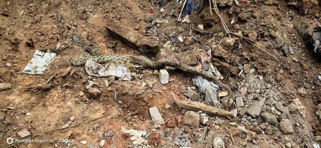 厦门翔安机场工地突现两条巨蟒!一条重达百斤 厦门翔安机场工地突现两条巨蟒!一条重达百斤