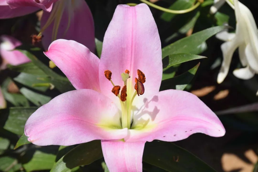 本文“含花量”100%！石家庄赏花攻略来啦~