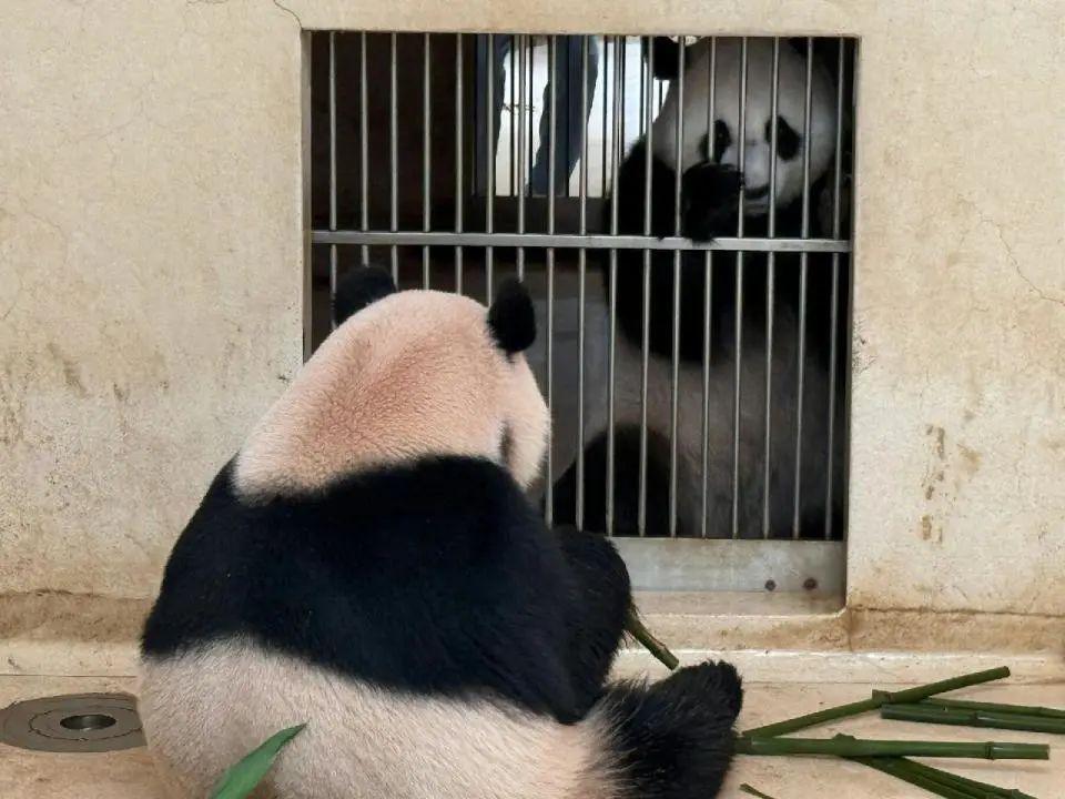 大熊猫安安可可在香港度过首个繁殖季，安安“不近美色”专心食竹，抵港以来胖了8公斤