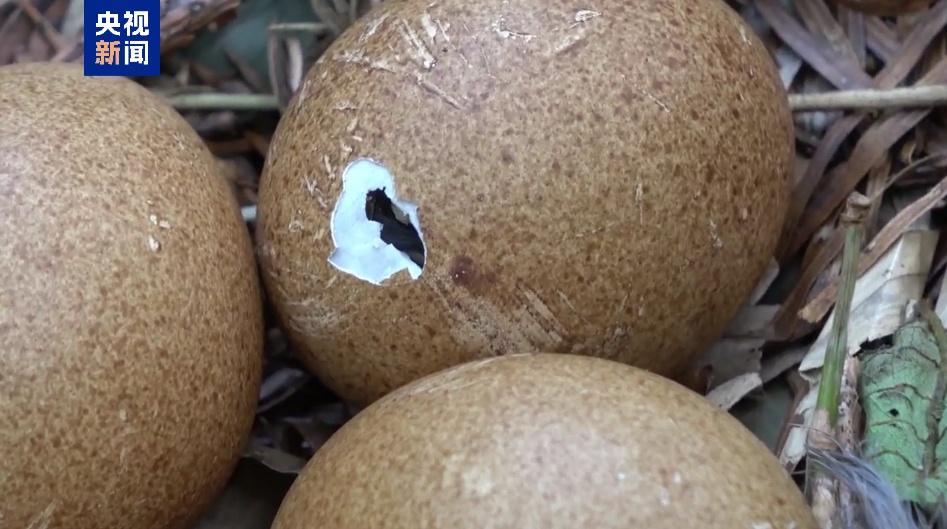 广西科研人员在野外发现“鸟中的大熊猫”黄腹角雉孵出雏鸟