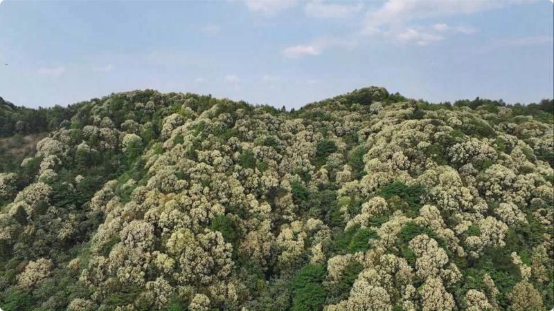江西石城：20万亩栲树花竞放 生态画卷绘就“雪涌春潮”