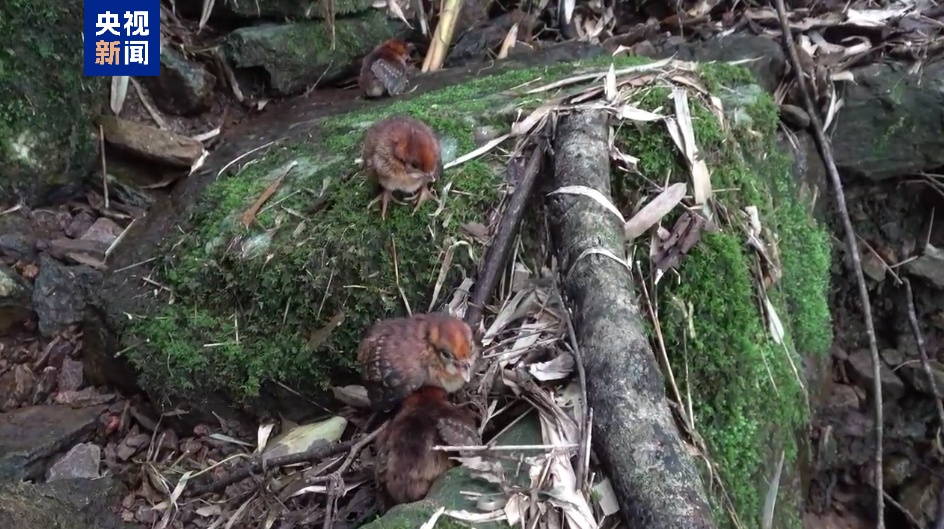 广西科研人员在野外发现“鸟中的大熊猫”黄腹角雉孵出雏鸟