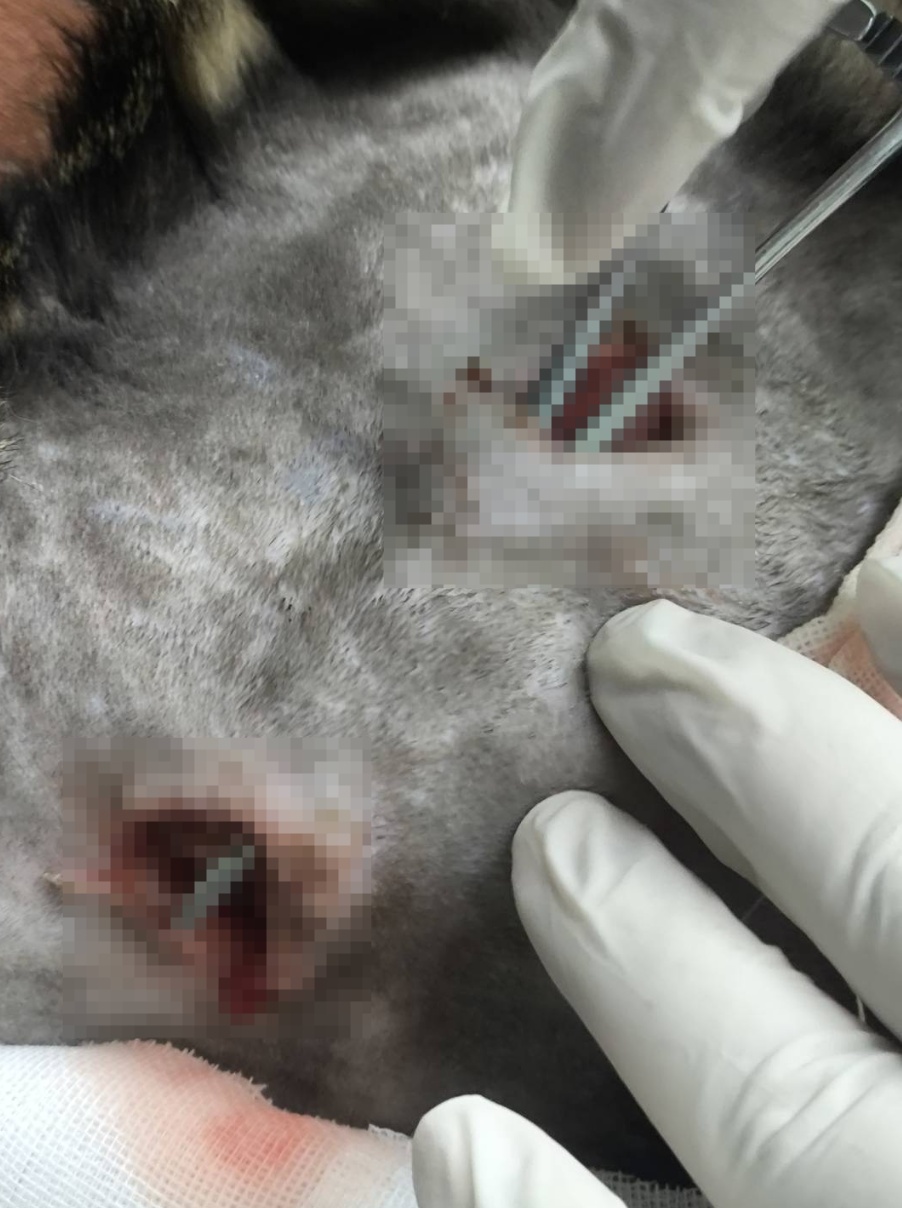 成都一男子用弓虐杀小猫,致1死1重伤,已被警方行拘 成都一男子用弓虐杀小猫,致1死1重伤,已被警方行拘