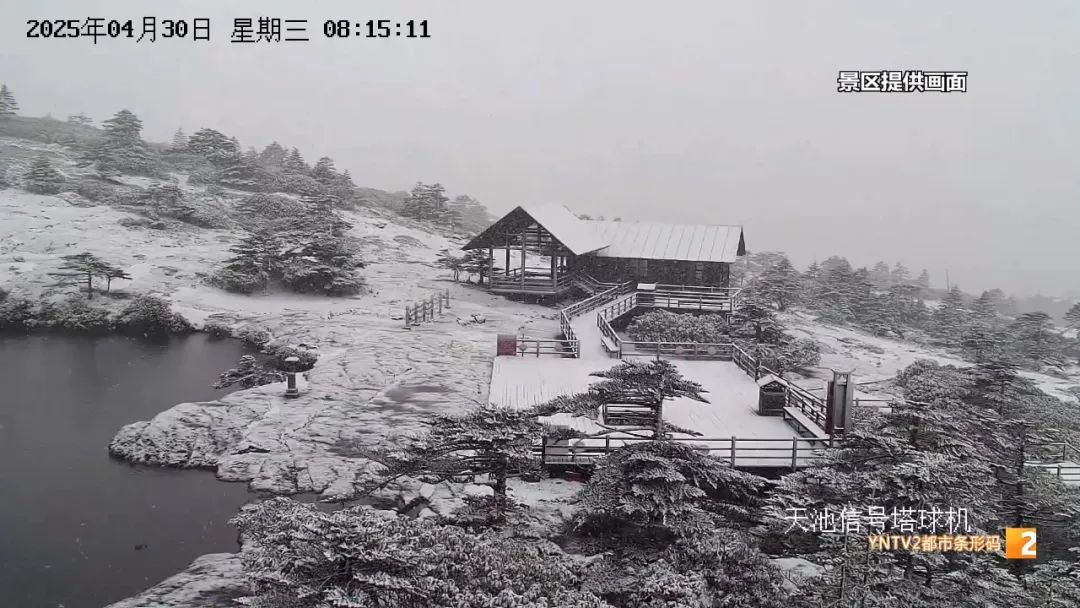 难得见的“一山两景” ！山顶雪花纷飞、山腰杜鹃盛开，五一去玩吗？