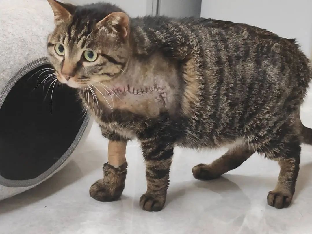 成都一男子用弓虐杀小猫,致1死1重伤,已被警方行拘 成都一男子用弓虐杀小猫,致1死1重伤,已被警方行拘