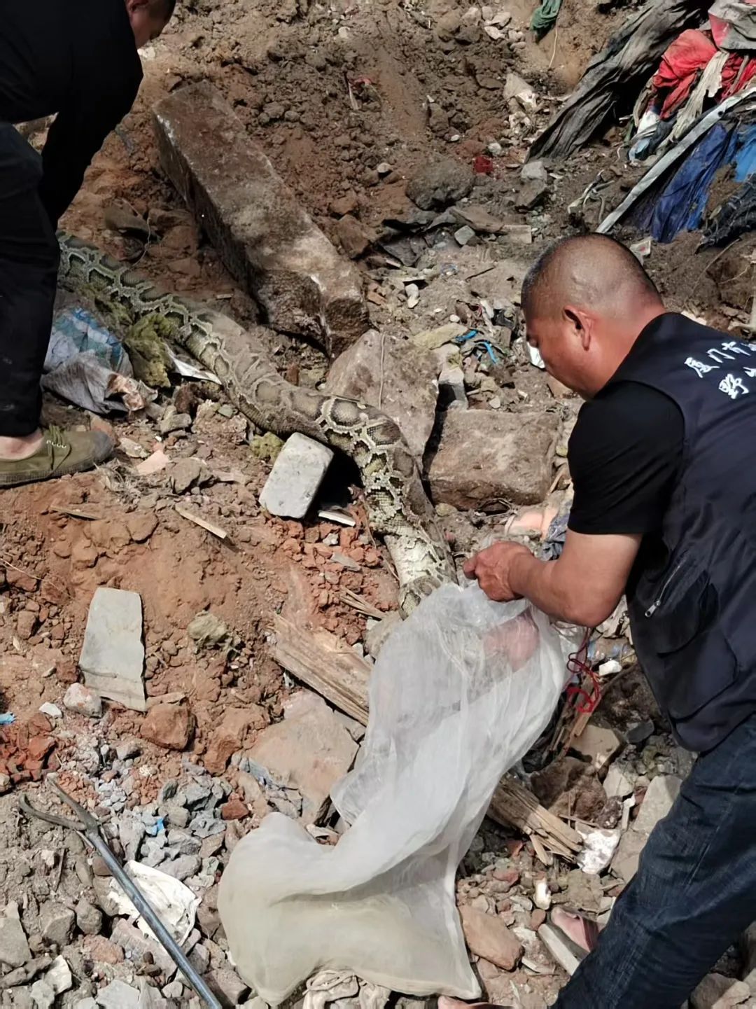 厦门翔安机场工地突现两条巨蟒!一条重达百斤 厦门翔安机场工地突现两条巨蟒!一条重达百斤