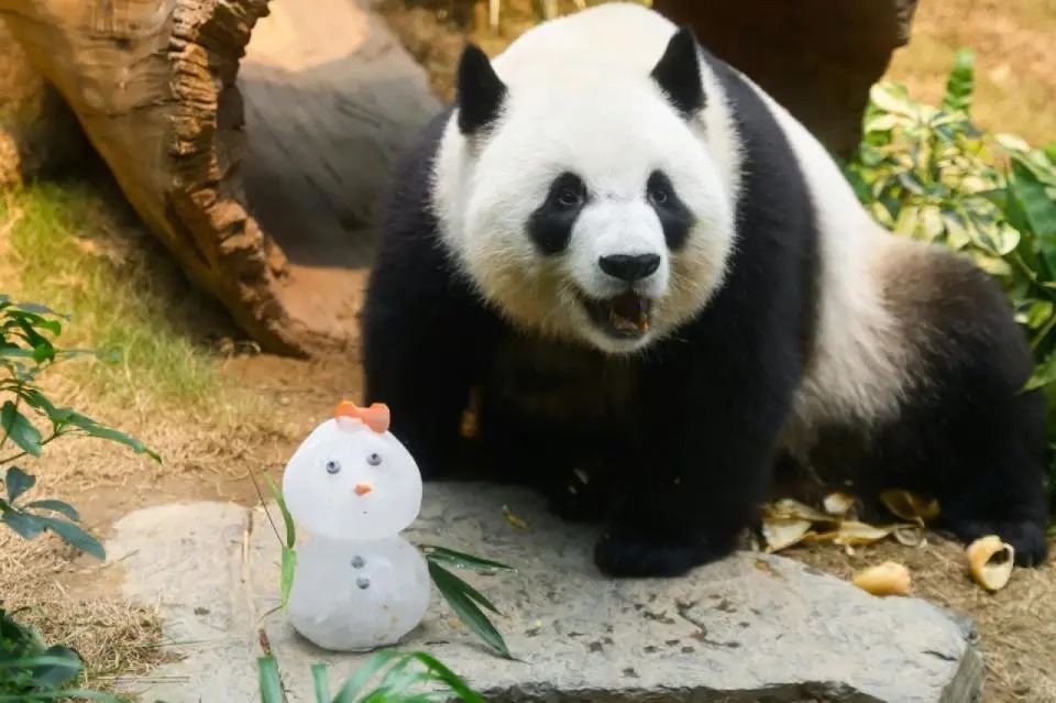 大熊猫安安可可在香港度过首个繁殖季，安安“不近美色”专心食竹，抵港以来胖了8公斤