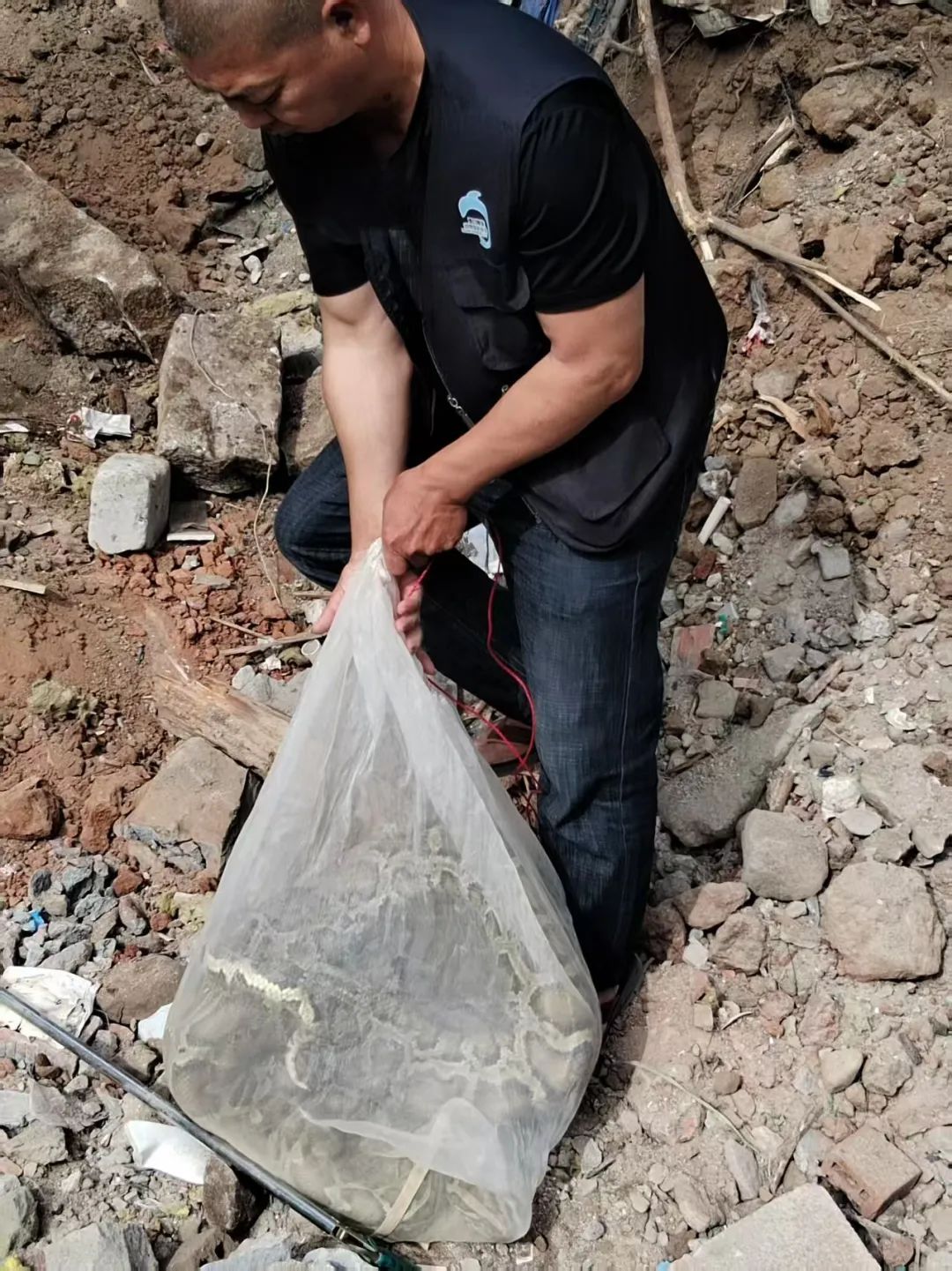 厦门翔安机场工地突现两条巨蟒!一条重达百斤 厦门翔安机场工地突现两条巨蟒!一条重达百斤