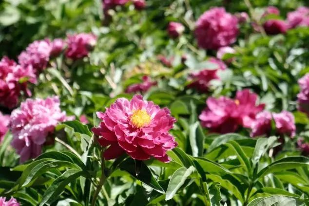 本文“含花量”100%！石家庄赏花攻略来啦~