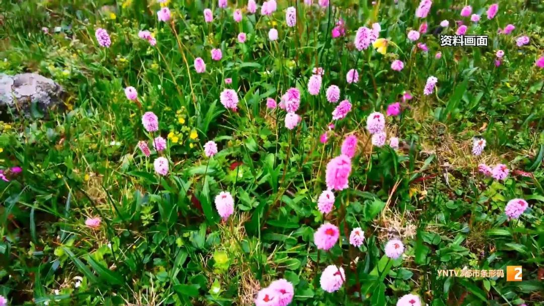 难得见的“一山两景” ！山顶雪花纷飞、山腰杜鹃盛开，五一去玩吗？