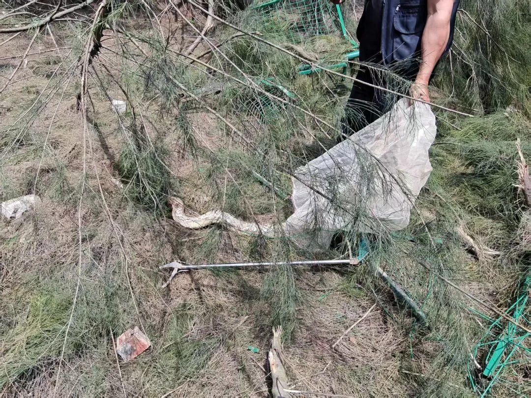 厦门翔安机场工地突现两条巨蟒!一条重达百斤 厦门翔安机场工地突现两条巨蟒!一条重达百斤