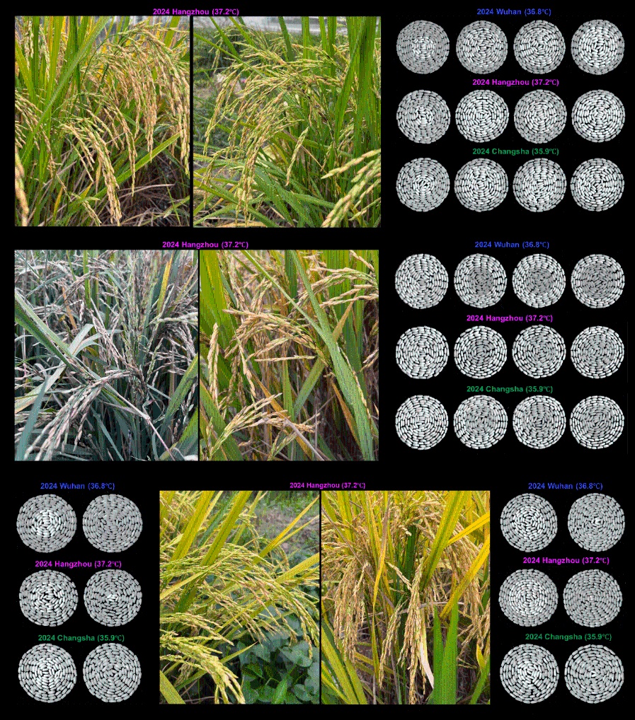 新研究有望让水稻不再“怕热” 新研究有望让水稻不再“怕热”