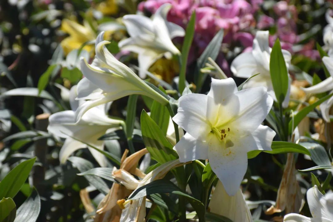 本文“含花量”100%！石家庄赏花攻略来啦~