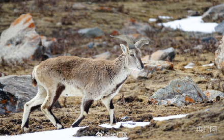 青海门源云海雪山同框好震撼 青海门源云海雪山同框好震撼
