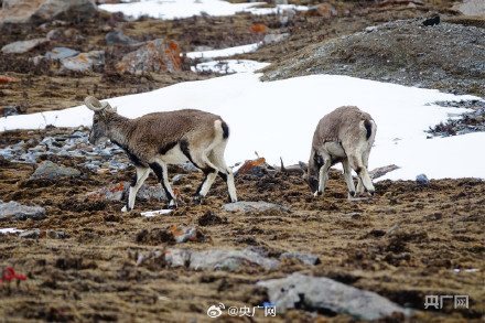 青海门源云海雪山同框好震撼 青海门源云海雪山同框好震撼