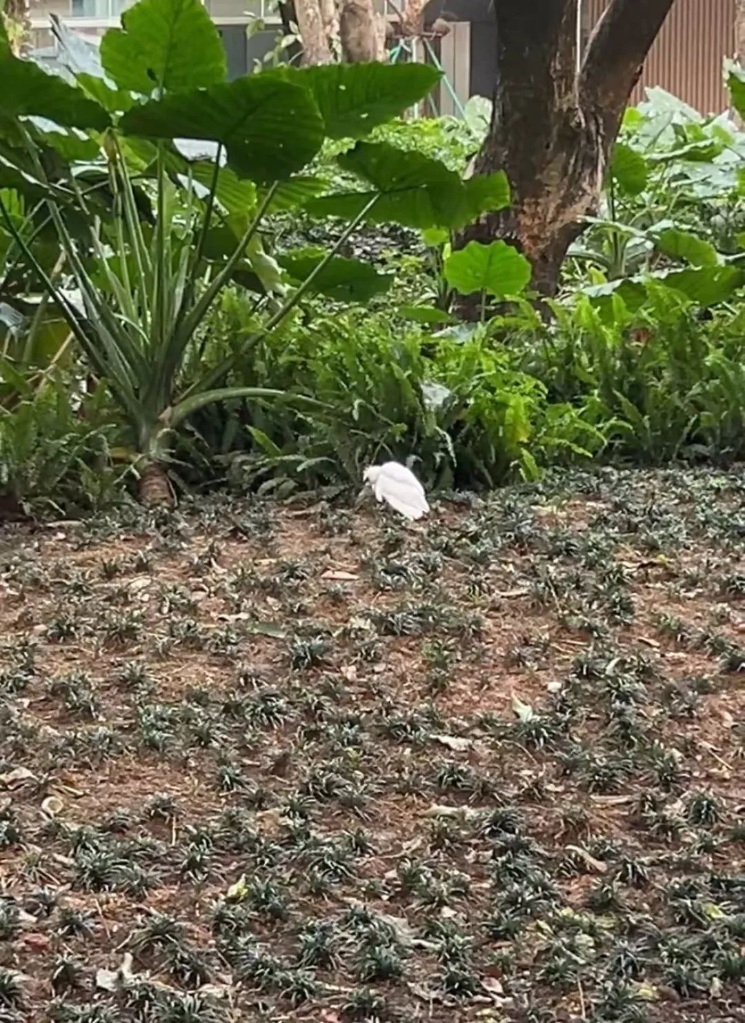 密密麻麻，近期高发！一不留神就中招，广州也有......