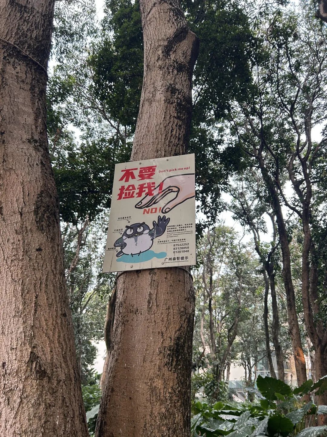 密密麻麻，近期高发！一不留神就中招，广州也有......