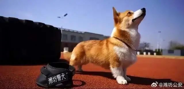 上班时间抢小朋友烤肠！警犬“福仔”被通报批评并登门道歉