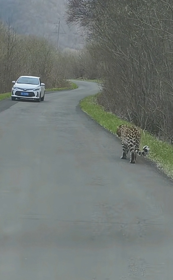 男子偶遇野生东北豹淡定踱步，喊话“让道”后对方乖乖躲进树林