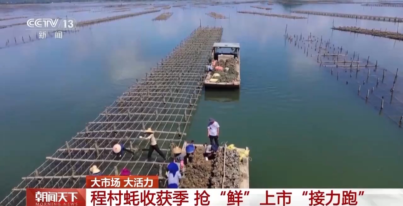 大市场 大活力丨“五一”假日餐桌海鲜热度揭秘 生蚝如何抢“鲜”出发? 大市场 大活力丨“五一”假日餐桌海鲜热度揭秘 生蚝如何抢“鲜”出发?