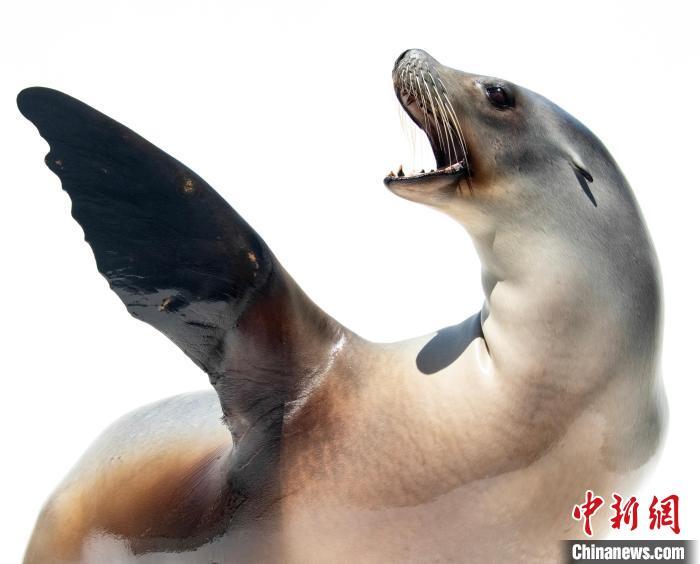 保持节奏能力是人类独有？国际最新研究发现海狮或更出色