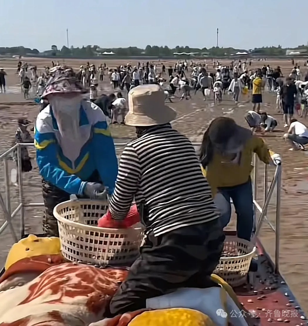 都不白来！山东一景区怕游客赶不到海，日撒3000斤蛤蜊