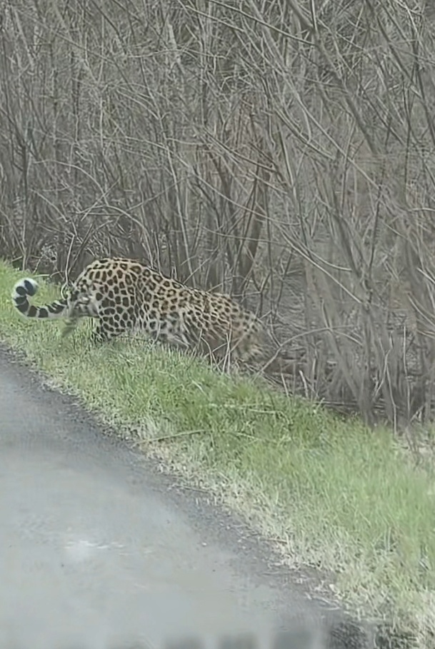 男子偶遇野生东北豹淡定踱步，喊话“让道”后对方乖乖躲进树林