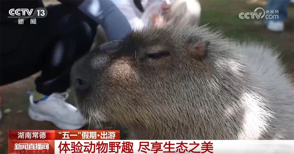 “生态游”“乡村游”“研学游”……文旅市场“百花齐放” 开启沉浸式新体验 “生态游”“乡村游”“研学游”……文旅市场“百花齐放” 开启沉浸式新体验