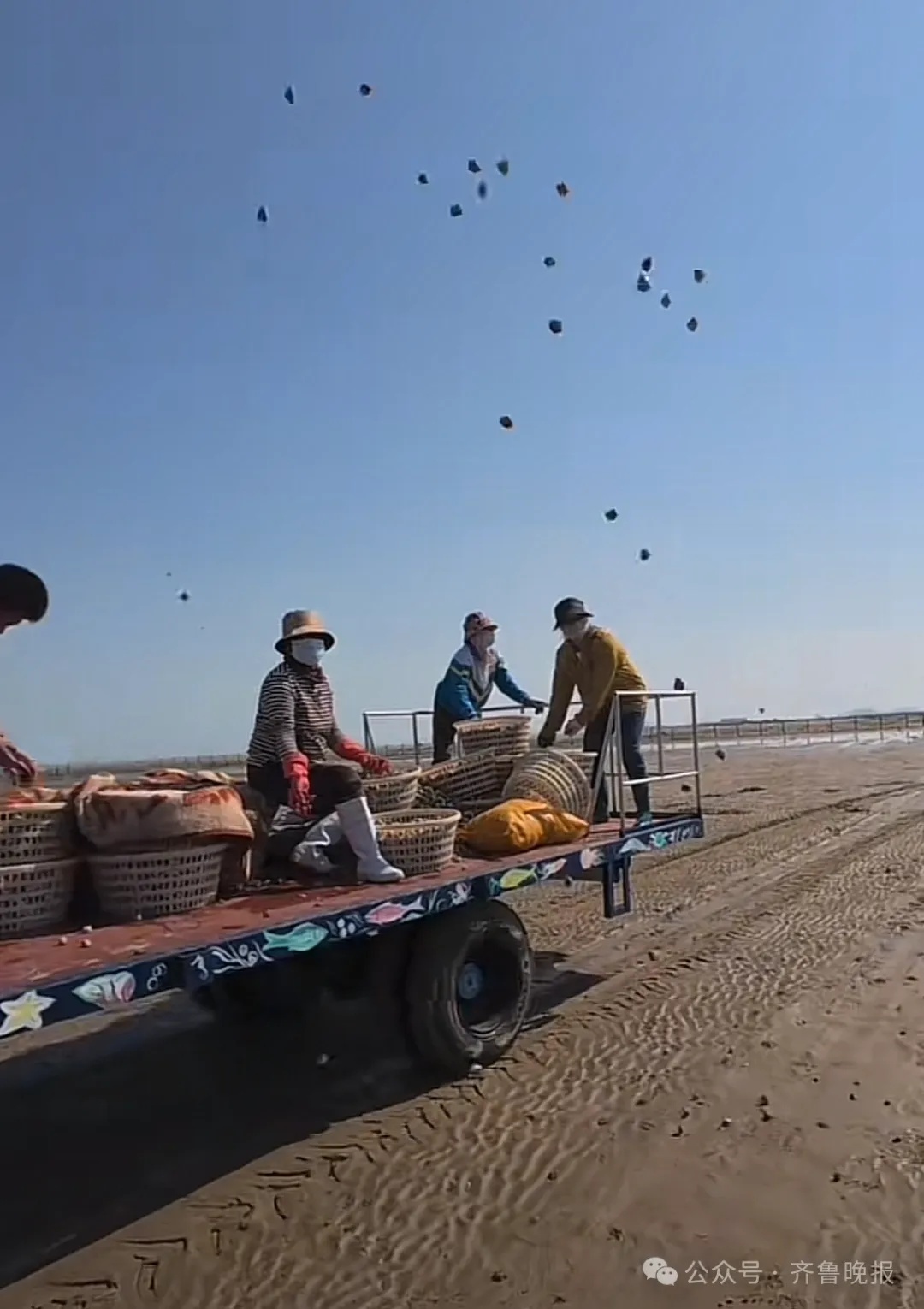 都不白来！景区怕游客赶海挖不到蛤蜊，日撒3000斤