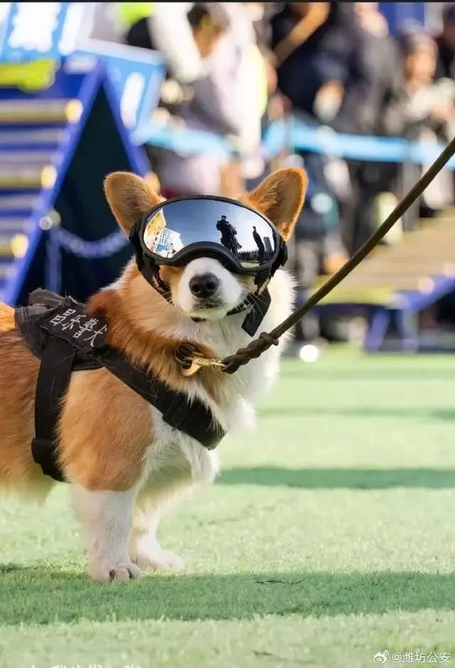 上班时间抢小朋友烤肠！警犬“福仔”被通报批评并登门道歉