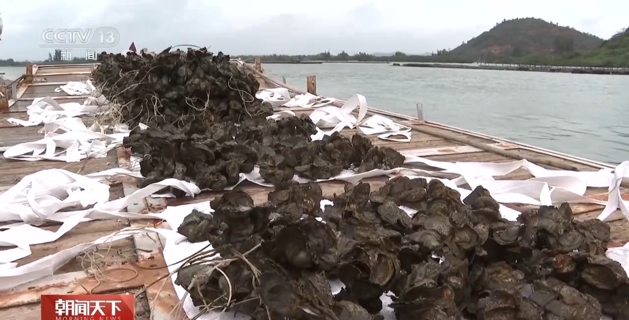 大市场 大活力丨“五一”假日餐桌海鲜热度揭秘 生蚝如何抢“鲜”出发? 大市场 大活力丨“五一”假日餐桌海鲜热度揭秘 生蚝如何抢“鲜”出发?