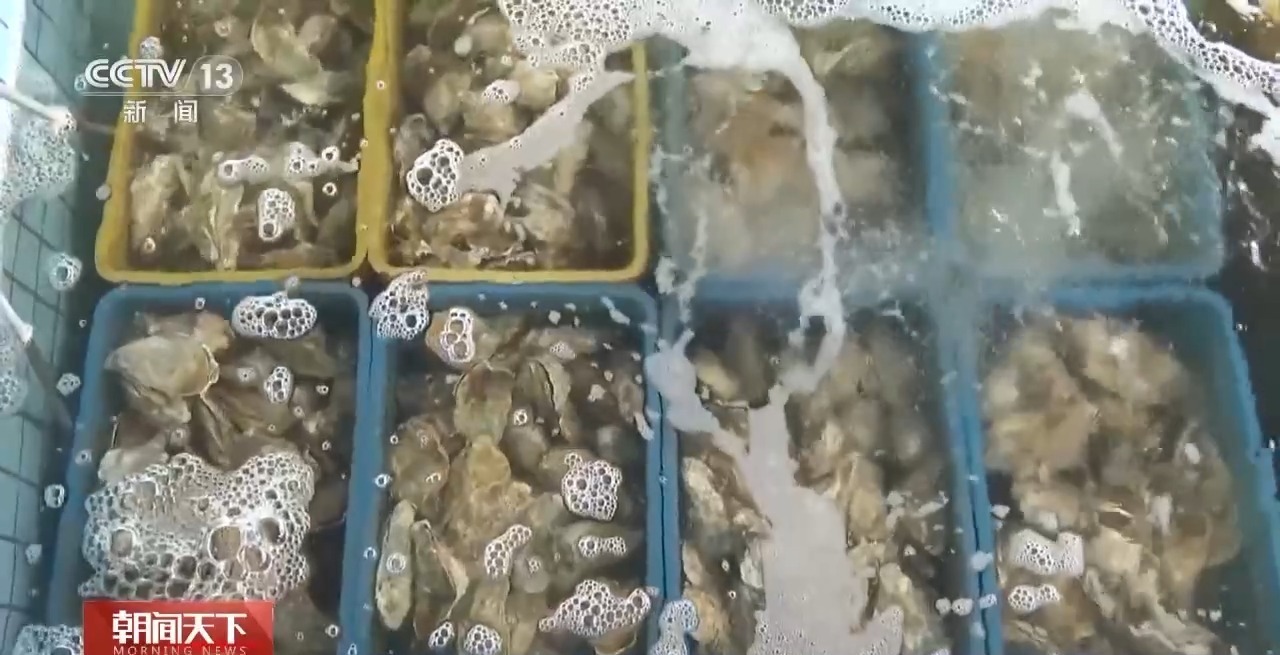 大市场 大活力丨“五一”假日餐桌海鲜热度揭秘 生蚝如何抢“鲜”出发? 大市场 大活力丨“五一”假日餐桌海鲜热度揭秘 生蚝如何抢“鲜”出发?