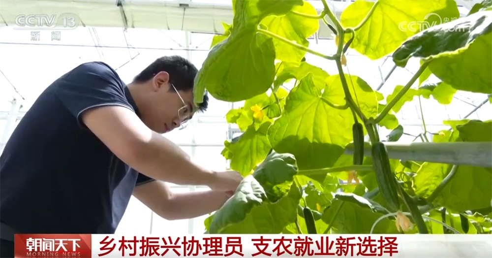 服务西部、“三支一扶”、特岗计划……一系列优惠政策鼓励大学生到基层建功立业