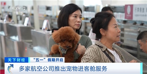 多家航司推出宠物进客舱服务 多家航司推出宠物进客舱服务