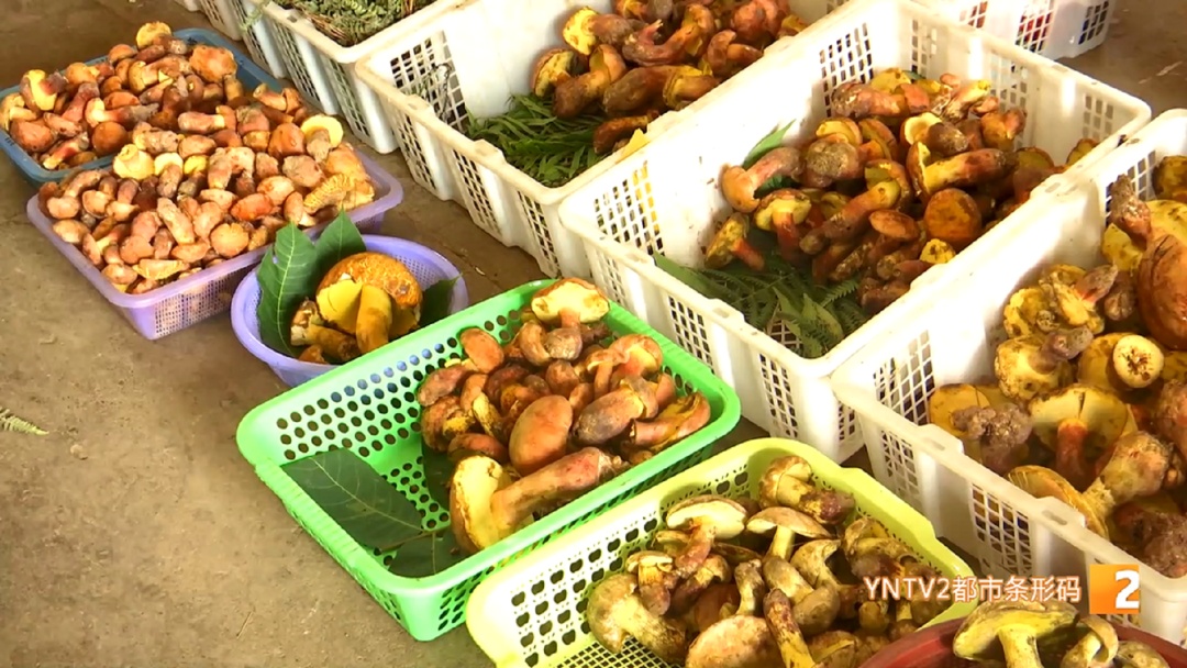 菌子冒头!打头阵的来了,关键是价格降到…… 菌子冒头!打头阵的来了,关键是价格降到……