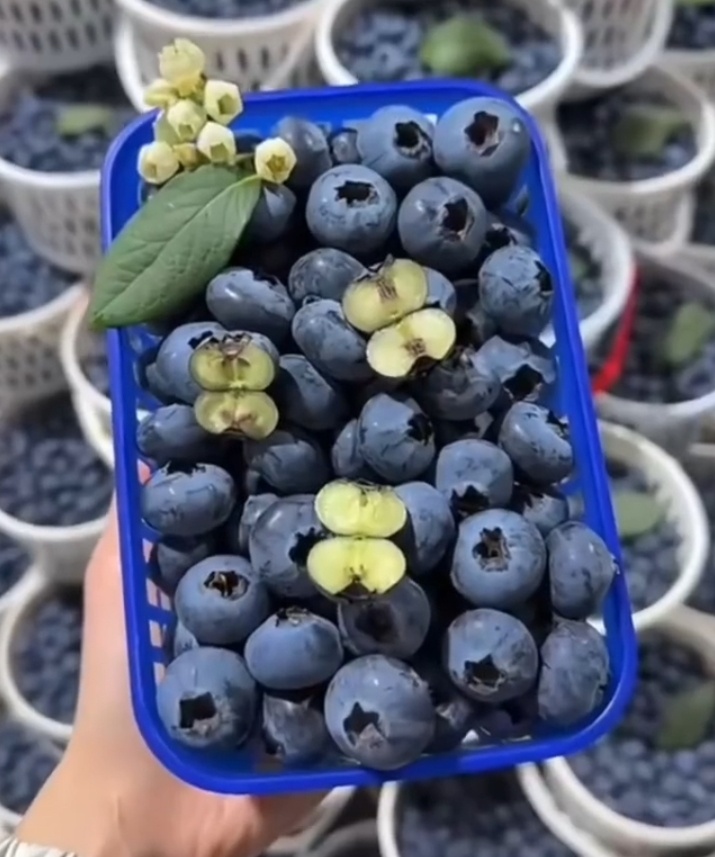 冲上热搜！这种水果“肚脐眼”有霉菌？网友：天天都吃