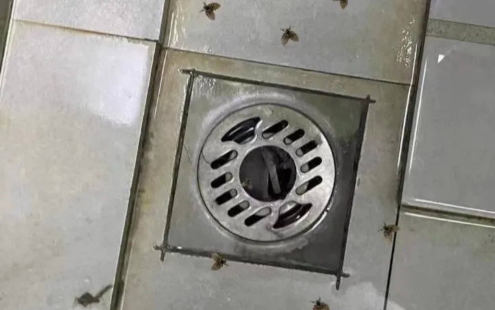 你家卫生间的这种“虫子”,千万不要用手拍 你家卫生间的这种“虫子”,千万不要用手拍