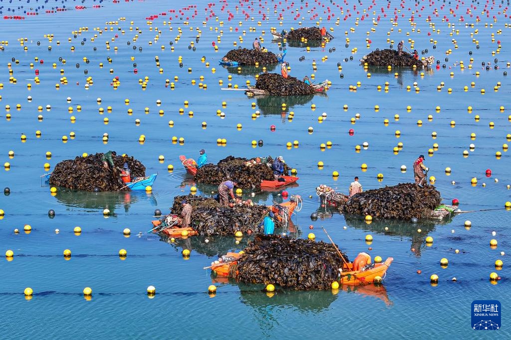 山东荣成：海带丰收满船舱
