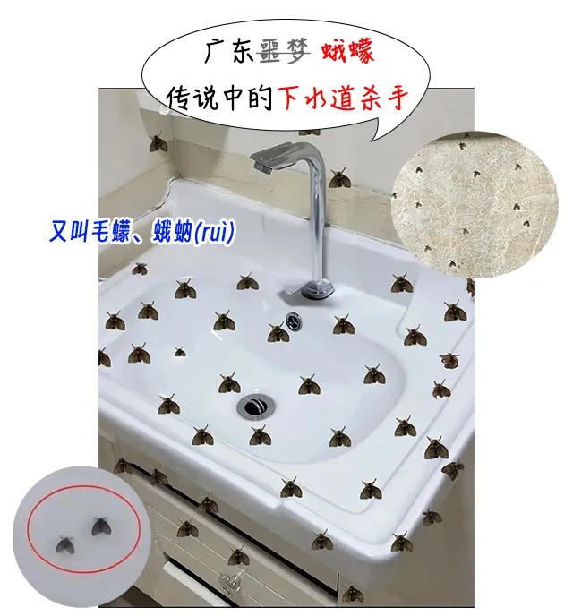 你家卫生间的这种“虫子”,千万不要用手拍 你家卫生间的这种“虫子”,千万不要用手拍