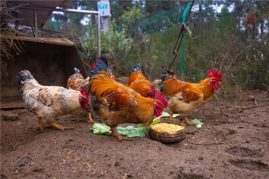 只有5个人的乡间小站,守护安全与温情 只有5个人的乡间小站,守护安全与温情