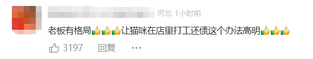 担忧!猫咪掉进露天火锅里,溅伤周围顾客!店家回应 担忧!猫咪掉进露天火锅里,溅伤周围顾客!店家回应