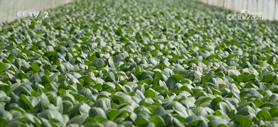 假日“菜篮子”供销两旺 各类时蔬抢“鲜”出海闯出“大市场”